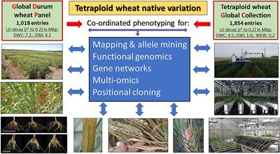 Editorial: Proceedings of FSTP3 Congress–A Sustainable Durum Wheat Chain for Food Security and Healthy Lives